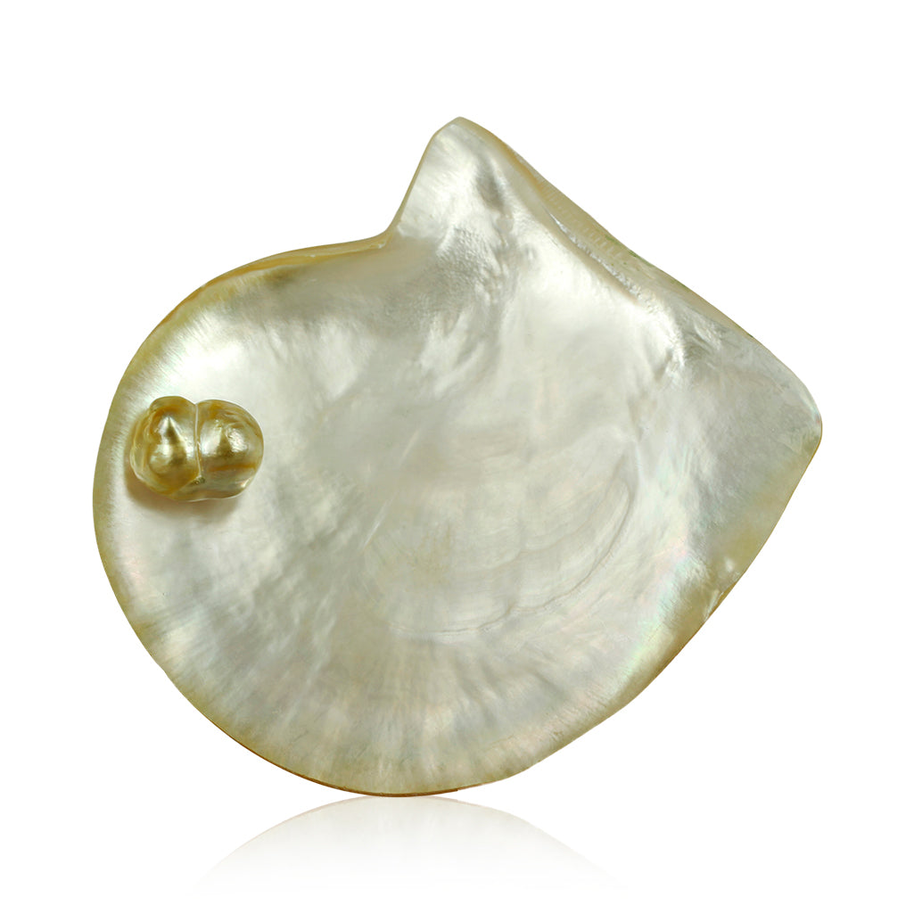 musling - Pinctada Maxima, som skaber South Sea perler, find perlesmykker i hellerup